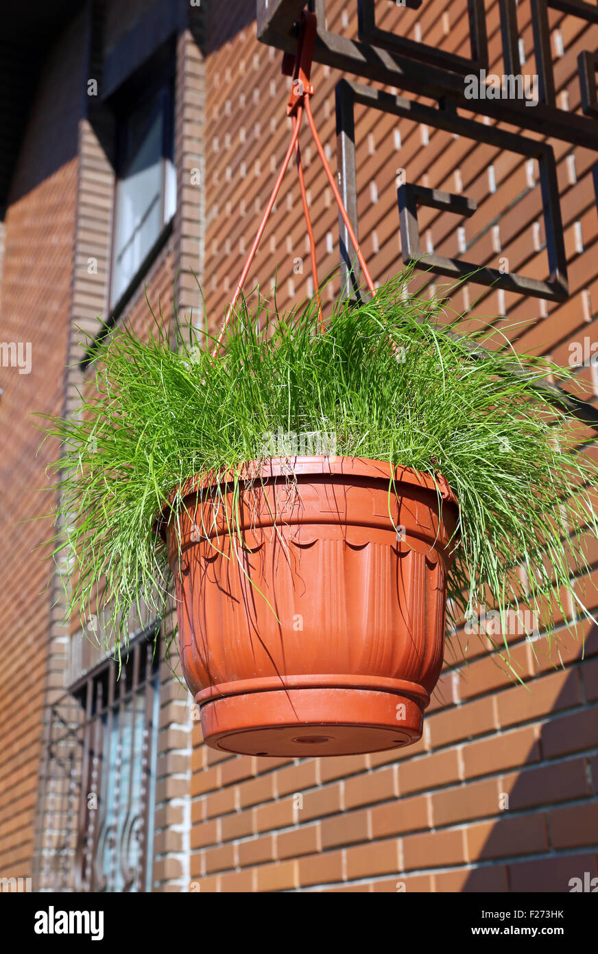 Pentola con erba appesa sulla facciata della casa Foto Stock