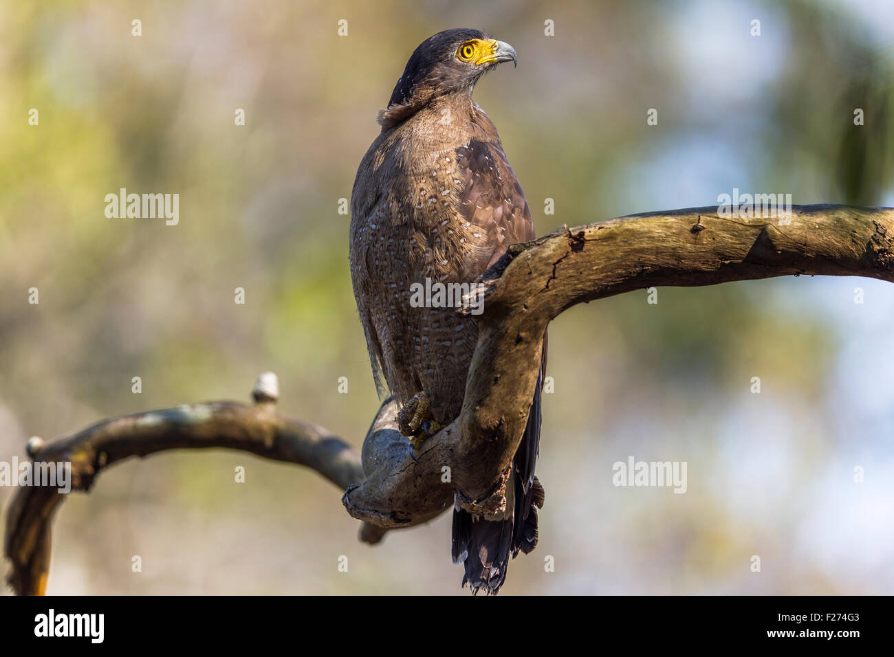 Crested Eagle serpente a Jim Corbet National Park, India. Foto Stock