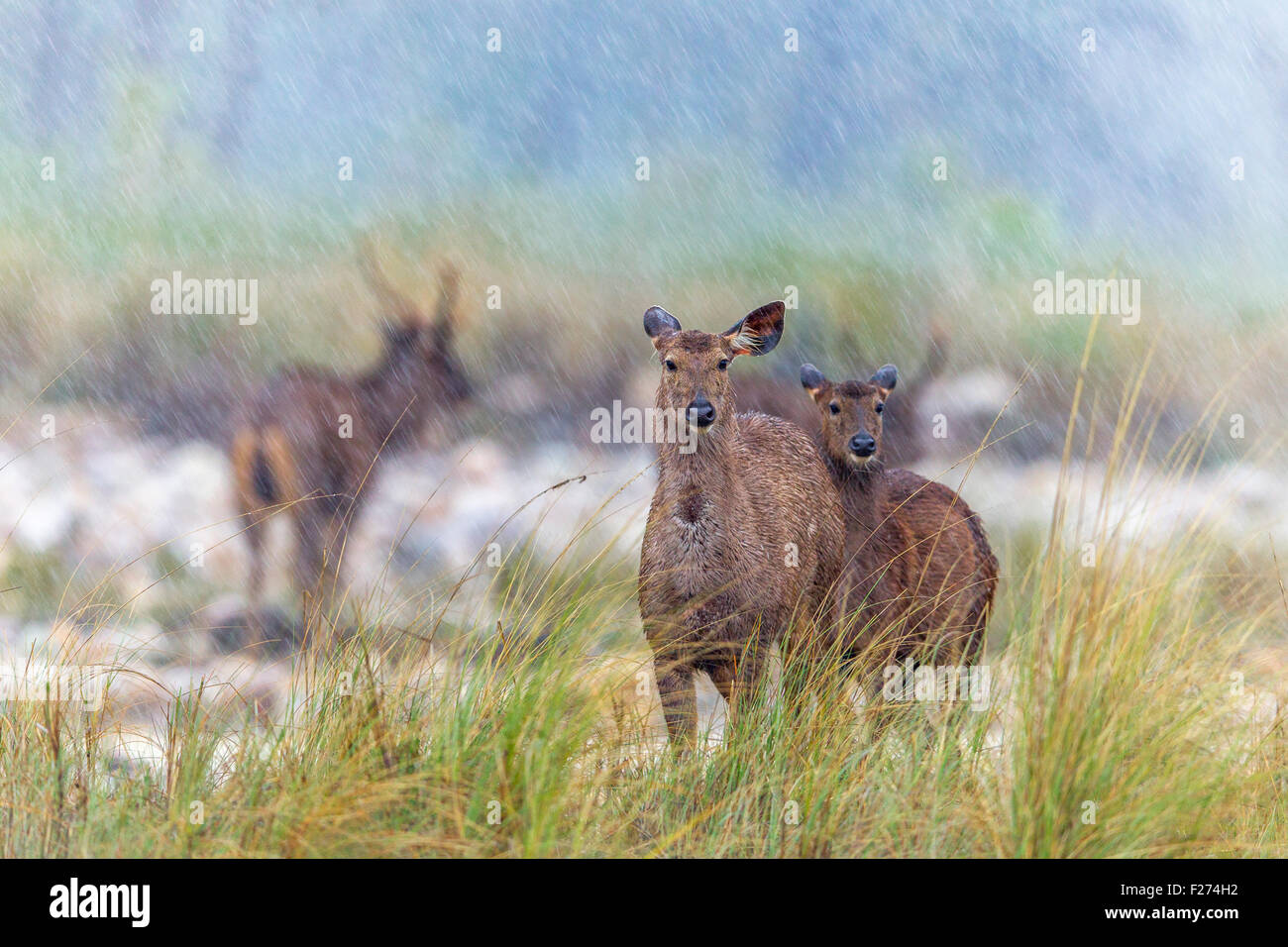 Sambar cervi imbevuto di pioggia a Jim Corbett National Park, dell' India . ( Cervus unicolor ) Foto Stock