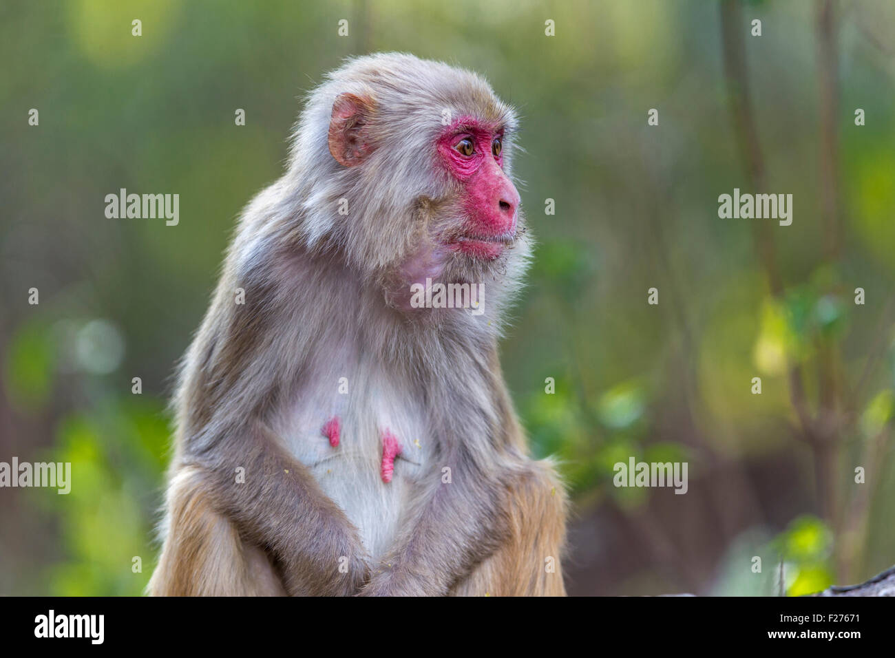 Macaco Rhesus (macaca mulatta) a Jim Corbett foresta, India. Foto Stock