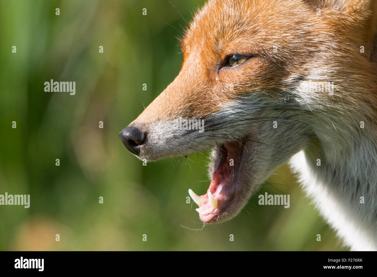 Close up del viso e del muso di una volpe rossa vixen come lei mangia mostrando grande dettaglio e denti. Hastings. East Sussex, Regno Unito Foto Stock