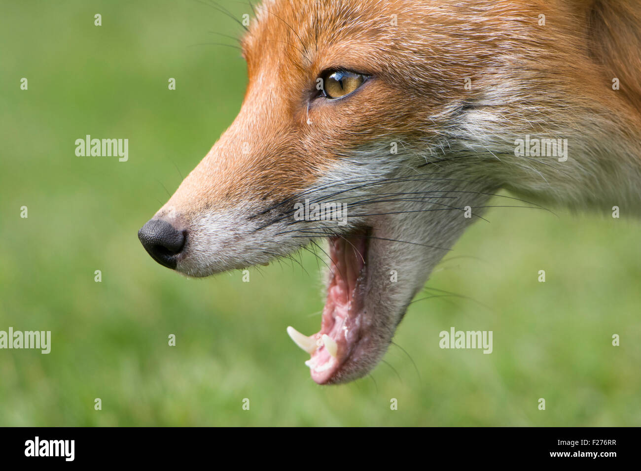 Close up del viso e del muso di una volpe rossa vixen come lei mangia mostrando grande dettaglio e denti. Hastings. East Sussex, Regno Unito Foto Stock