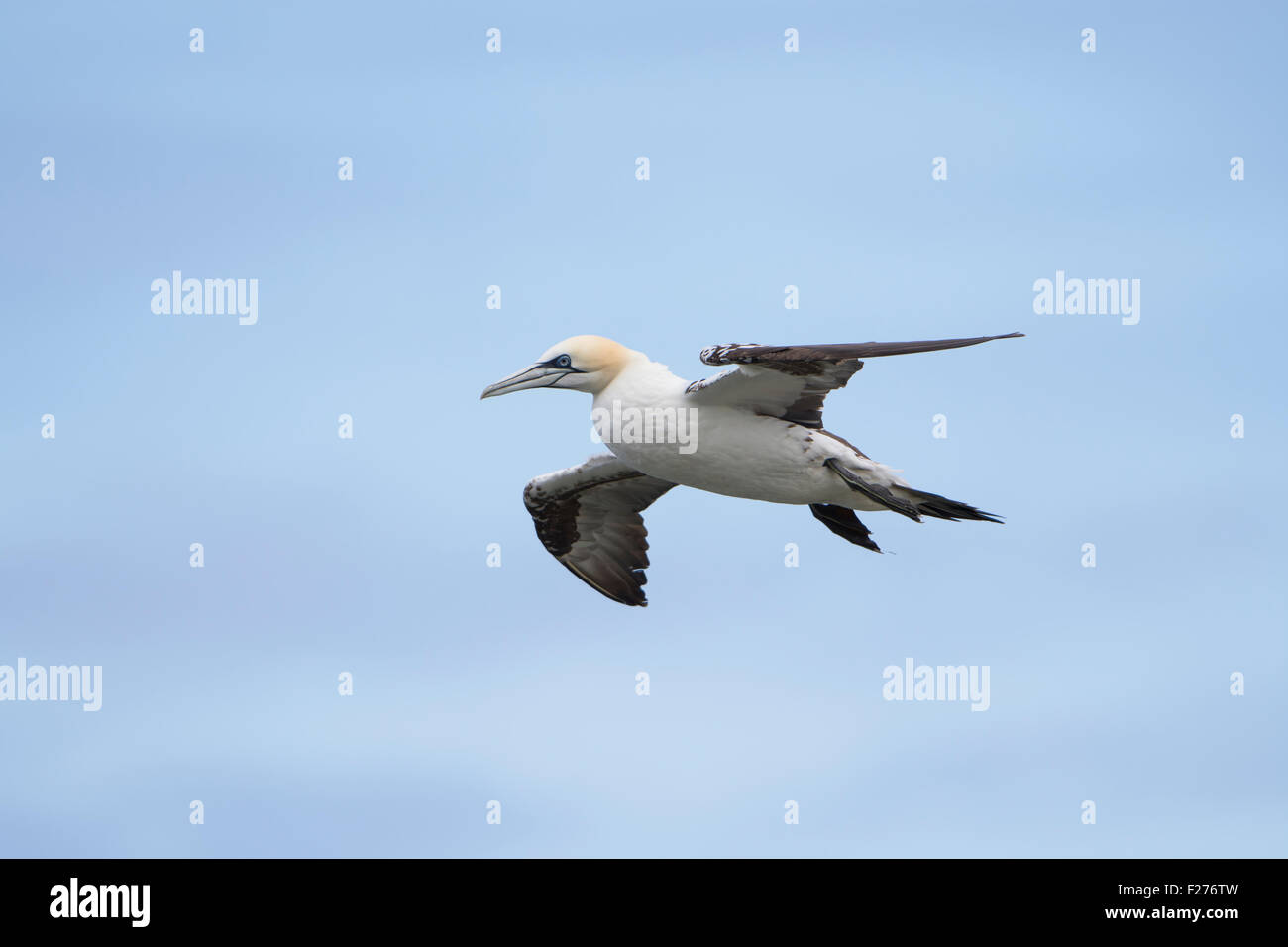 Un adulto Gannett in volo, estate, a RSPB Bempton Cliffs, East Yorkshire, Regno Unito Foto Stock