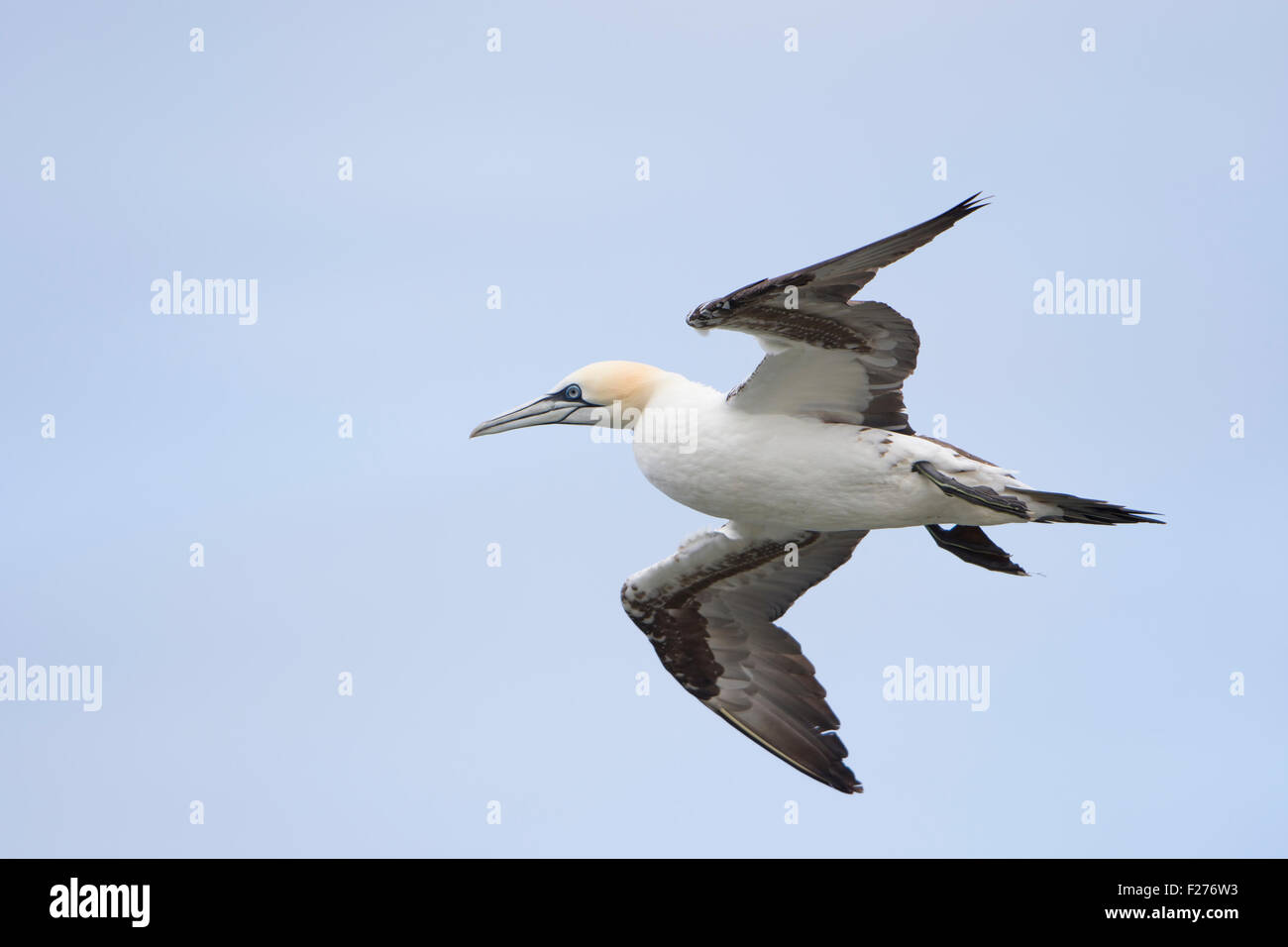 Un adulto Gannett in volo, estate, a RSPB Bempton Cliffs, East Yorkshire, Regno Unito Foto Stock