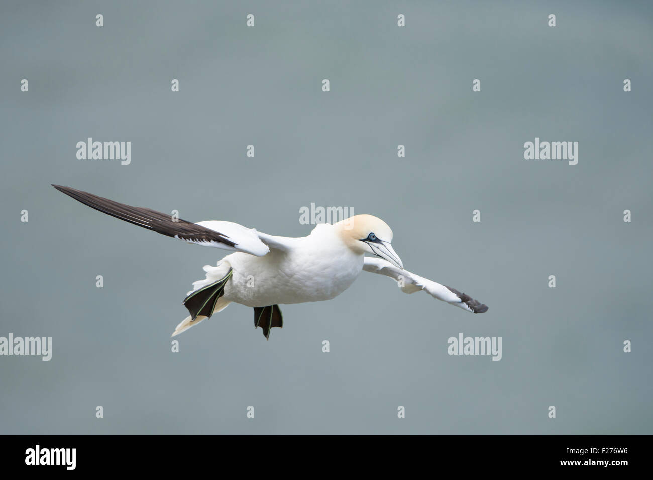 Un adulto Gannett in volo, estate, a RSPB Bempton Cliffs, East Yorkshire, Regno Unito Foto Stock