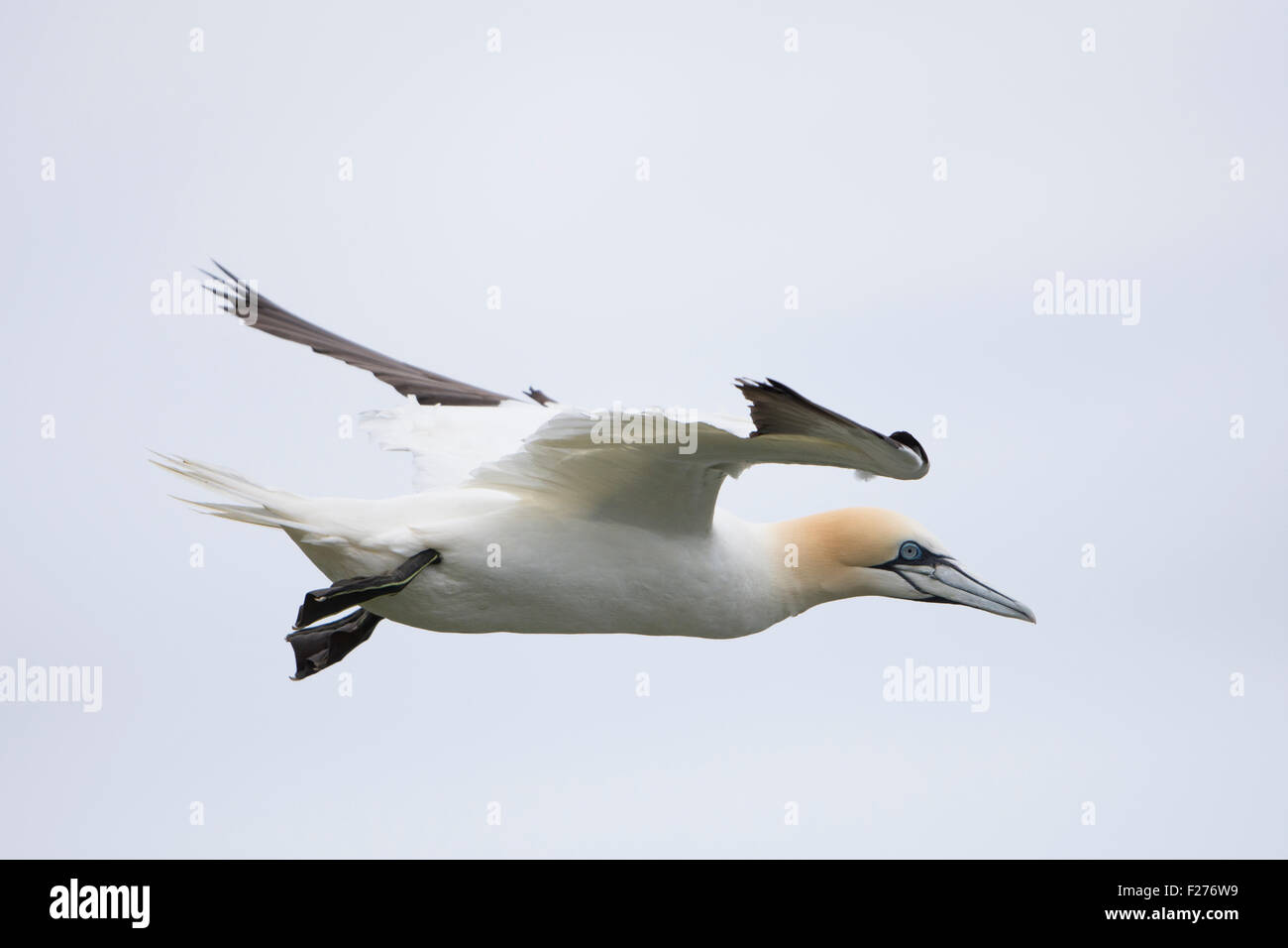 Un adulto Gannett in volo, estate, a RSPB Bempton Cliffs, East Yorkshire, Regno Unito Foto Stock