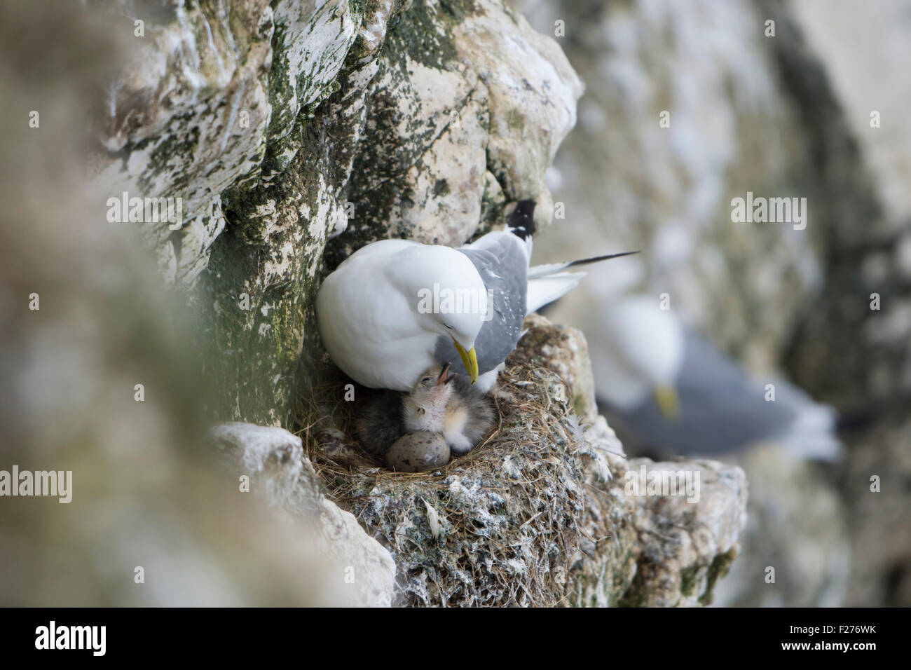 Un adulto Kittiwake sulla scogliera nido con un molto recentemente pulcino tratteggiata, RSPB Bempton Cliffs, East Yorkshire, Regno Unito Foto Stock