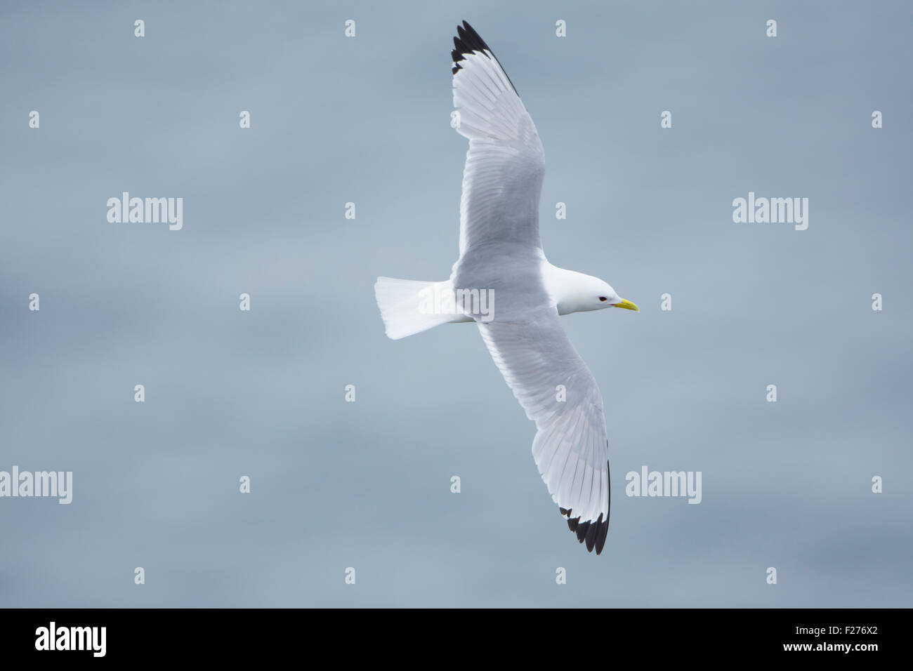 Un singolo Kittiwake in volo contro un mare lontano, estate, RSPB Bempton Cliffs, East Yorkshire, Regno Unito Foto Stock