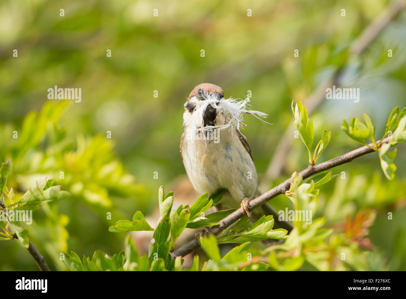 Un albero Sparrow, arroccato in biancospino con una piuma nel becco per la nidificazione. RSPB Bempton Cliffs, Yorkshire, Regno Unito Foto Stock