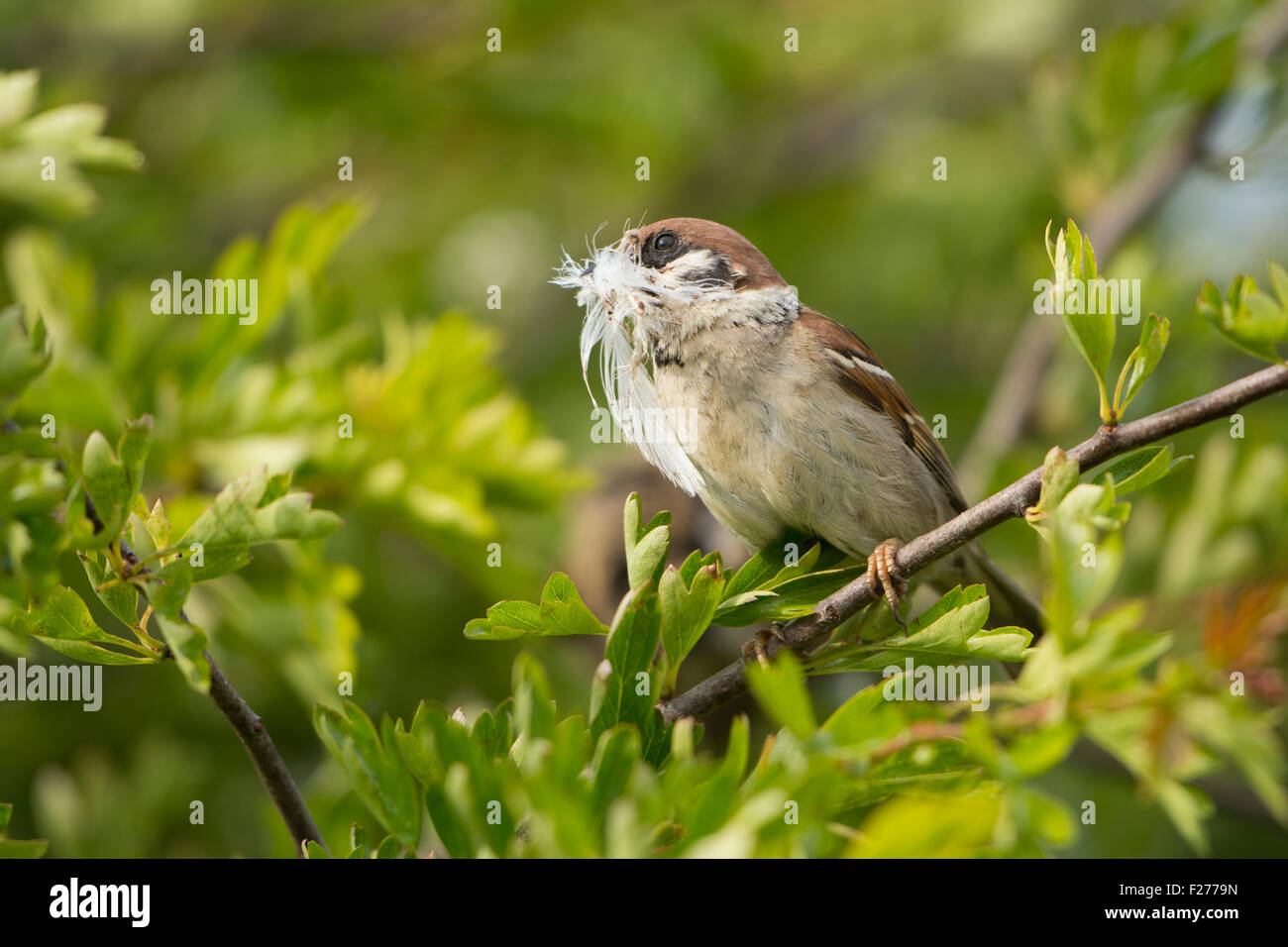 Un albero Sparrow, arroccato in biancospino con una piuma nel becco per la nidificazione. RSPB Bempton Cliffs, Yorkshire, Regno Unito Foto Stock