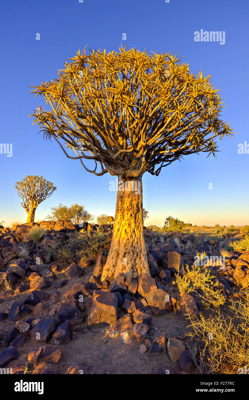 Per Quiver Tree Forest al di fuori di Keetmanshoop, Namibia all'alba. Foto Stock