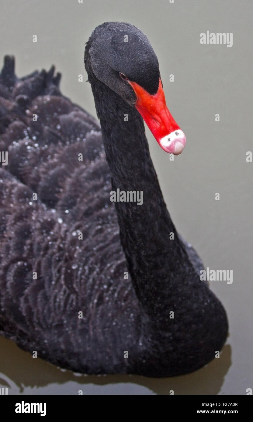 Australian Black Swan (cygnus atratus) Foto Stock