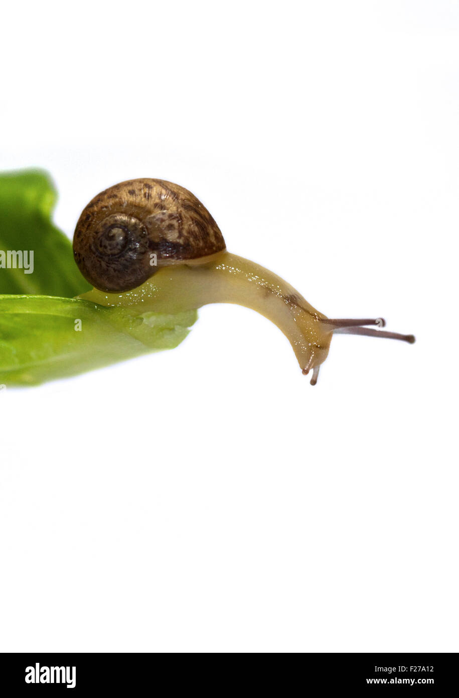 Baby Garden lumaca di 3 settimane di età (Helix Aspersa/cornu aspersum) di circa 3 settimane di età Foto Stock
