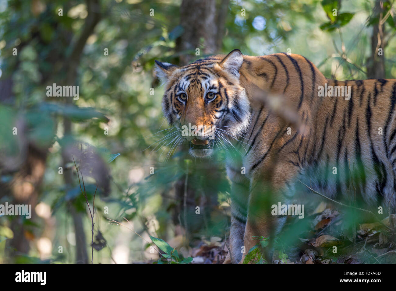 Sub adulto tigre del Bengala oltre gli alberi a Jim Corbett National Park, India. ( Panthera Tigris ) Foto Stock