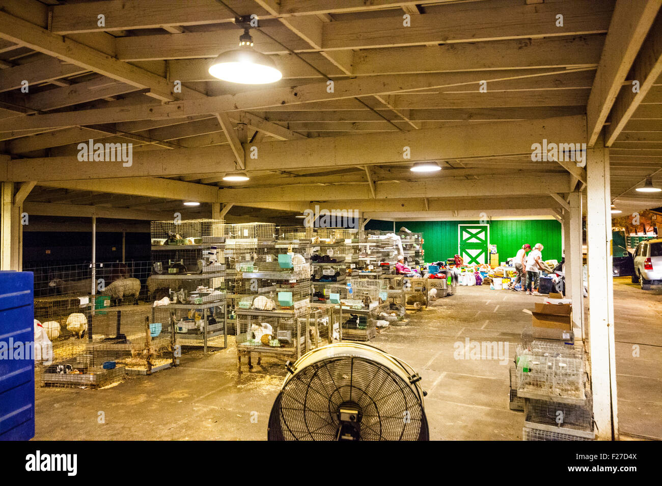 Calaveras County Fairgrounds in Angels Camp, California, Stati Uniti d'America. 12 Settembre, 2015. Il rifugio con i gatti, conigli, tacchini, polli, un Llama e poche pecore con ventole soffiano a tenere gli animali cool. Credito: John Crowe/Alamy Live News Foto Stock