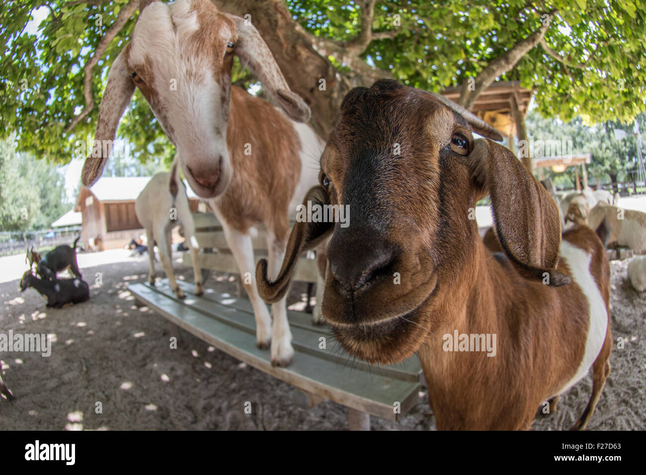 Simpatici animali da fattoria. Ampia angelo vista ravvicinata di capre. Foto Stock