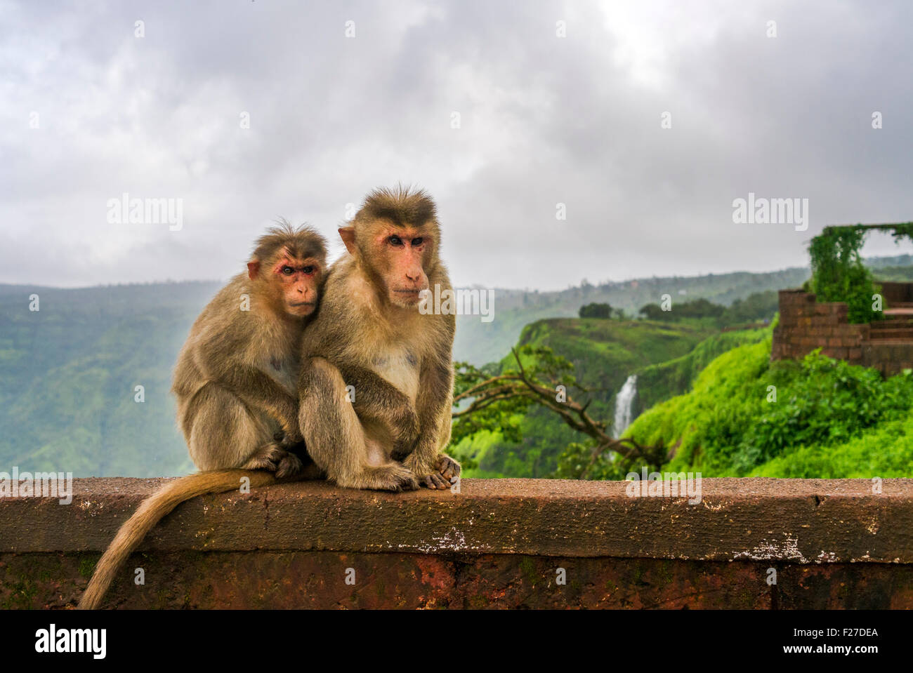 Macaco Rhesus (macaca mulatta) presso i Ghati Occidentali, India. Foto Stock