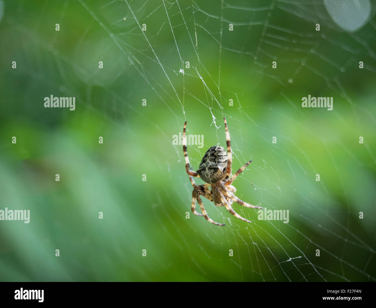 Ragno nel suo web in alle prime luci del mattino Foto Stock