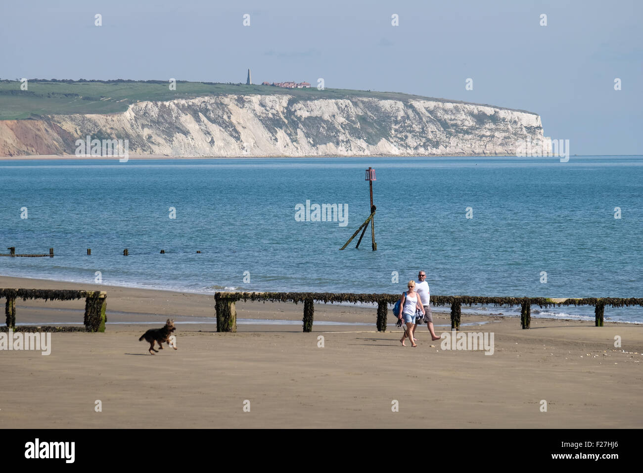 Cane a camminare sulla spiaggia al lago a Isle of Wight, Regno Unito Foto Stock
