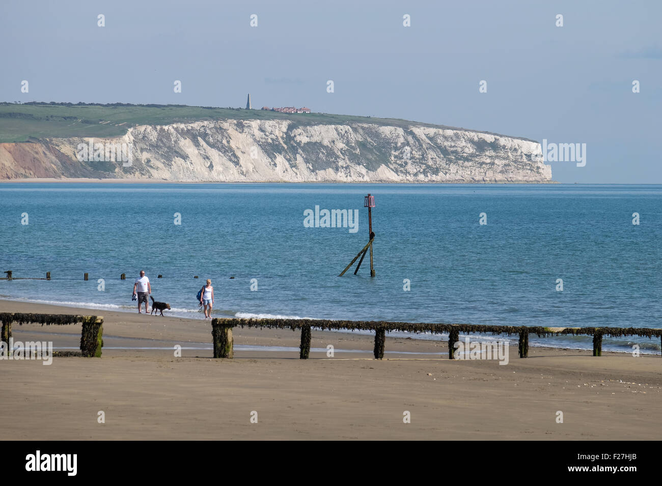 Cane a camminare sulla spiaggia al lago a Isle of Wight, Regno Unito Foto Stock