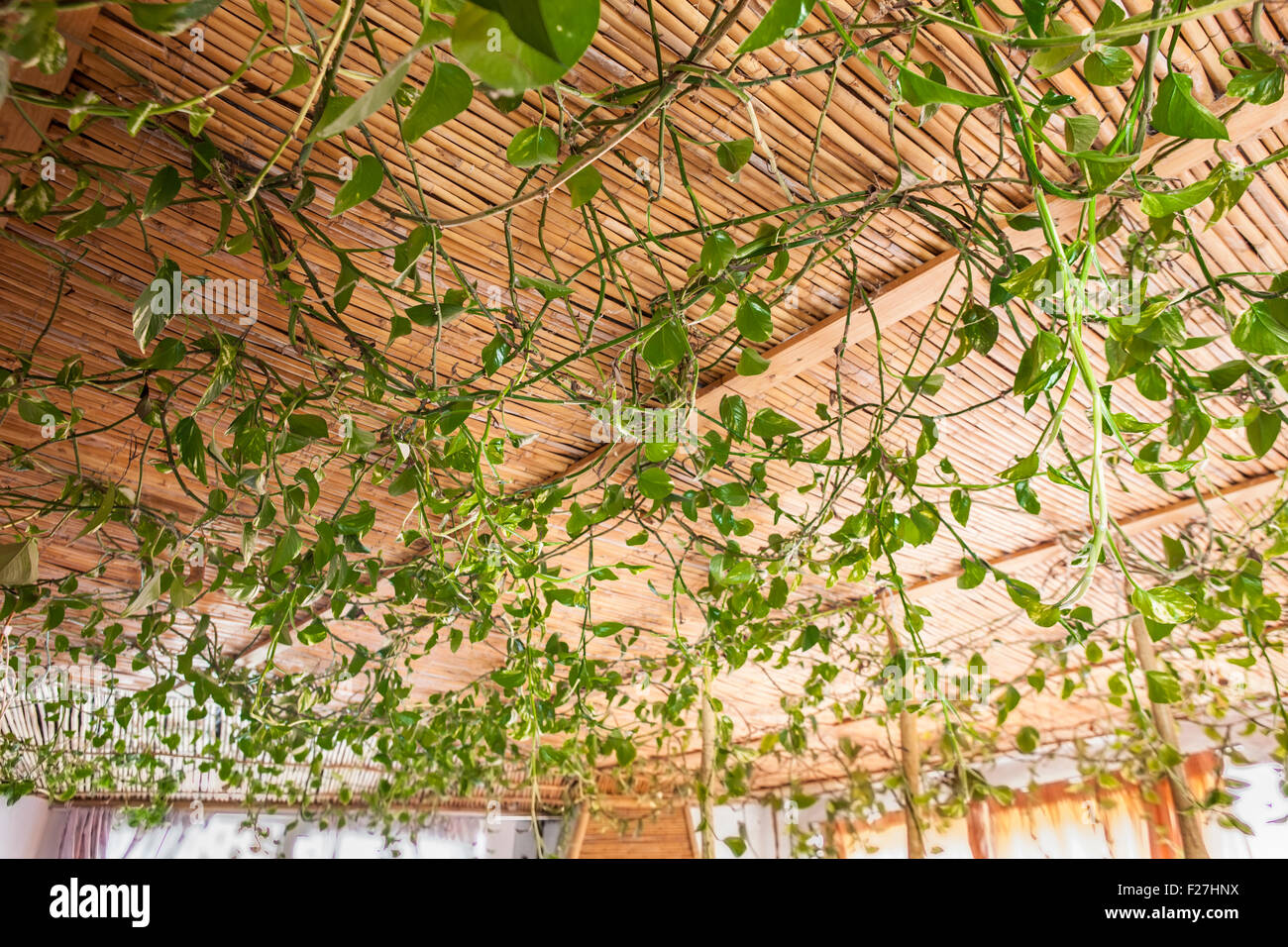 La canna da zucchero e foglie verdi soffitto all'interno di un country house Foto Stock