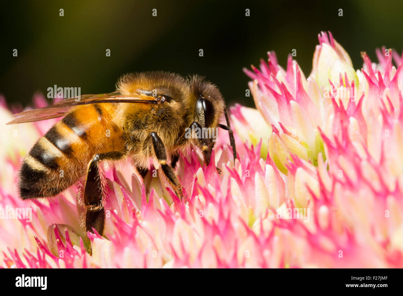 Lavoratore della Comunità il miele delle api, Apis mellifera, si nutrono di nettare e di impollinazione spectabile Sedum fiori Foto Stock