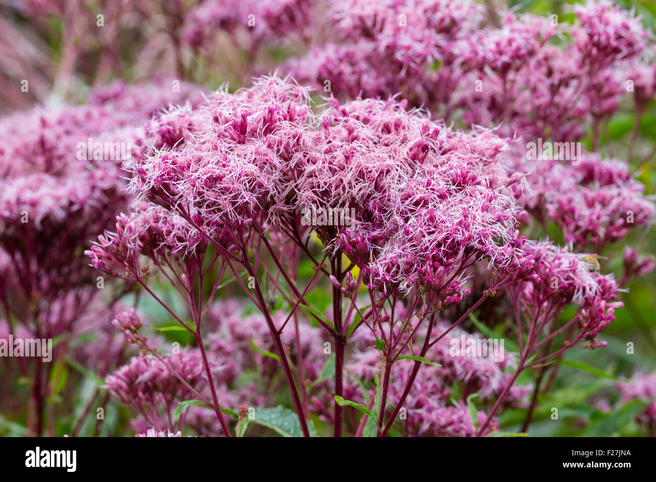 Tarda estate fiori di Eupatorium cannabinum 'Viola Bush" Foto Stock