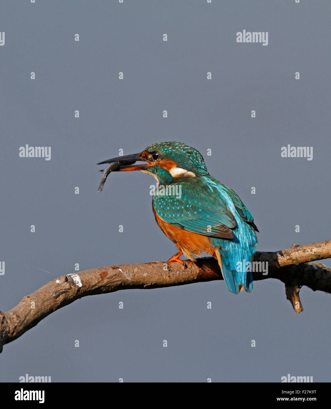 Kingfisher con minnow Foto Stock