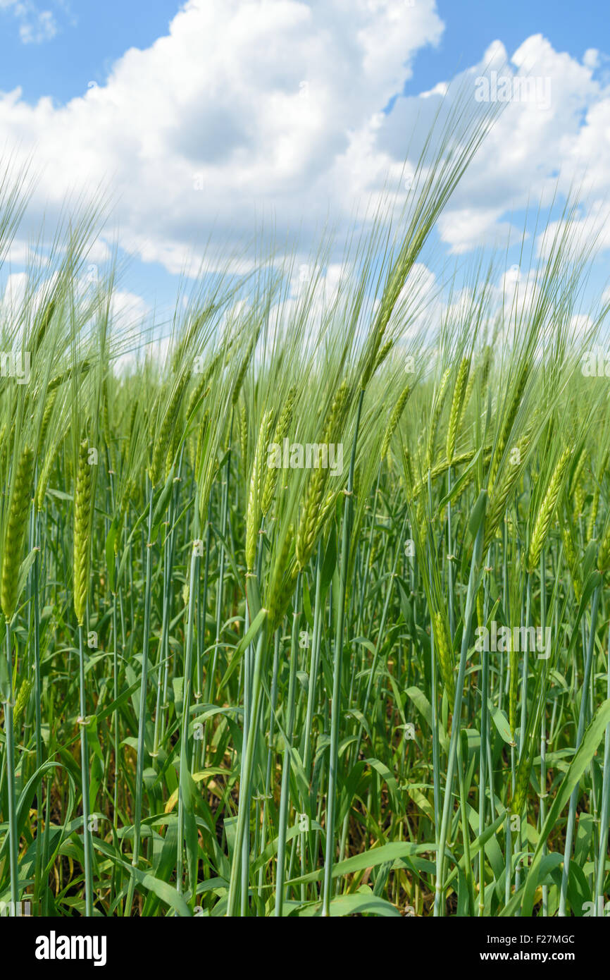 Cereali (frumento, segala), che cresce in un campo. Vista attraverso le orecchie fino al cielo estivo con le nuvole Foto Stock