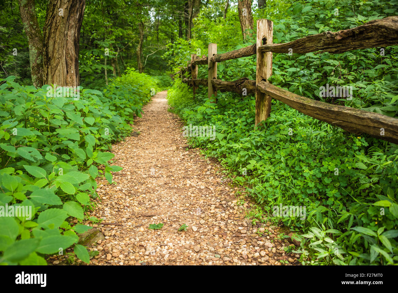 Appalachian Trail a Neels Gap vicino a Blairsville, Georgia, Stati Uniti d'America. Foto Stock