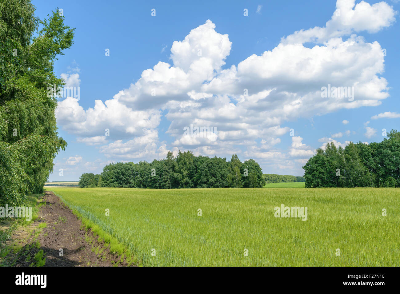 Country Estate giorno paesaggio. Campo con un raccolto lungo la foresta la cinghia sotto un cielo blu con nuvole bianche Foto Stock