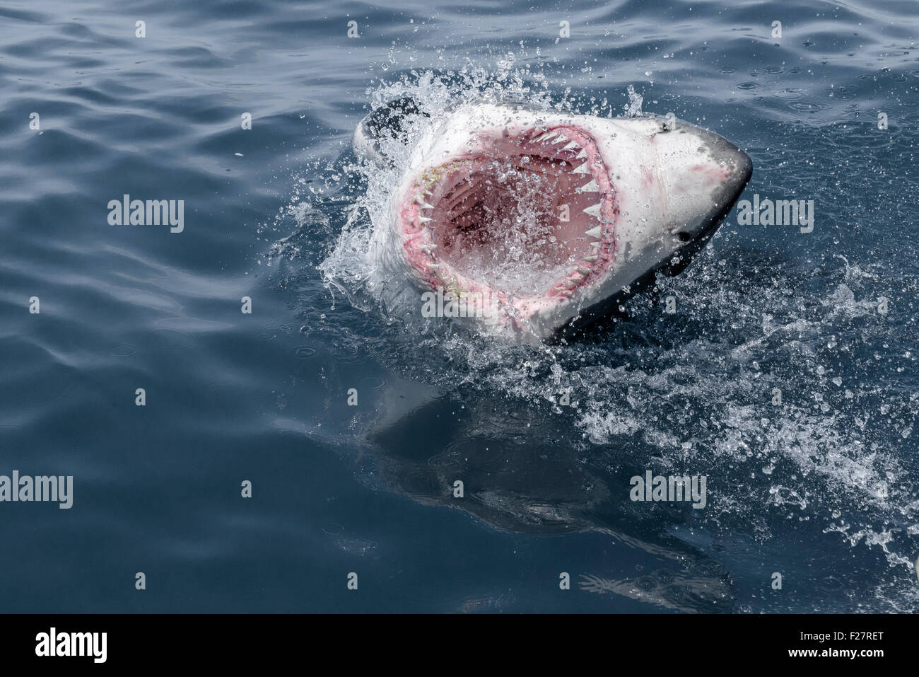 Il grande squalo bianco, Gansbaai, Sud Africa Foto Stock