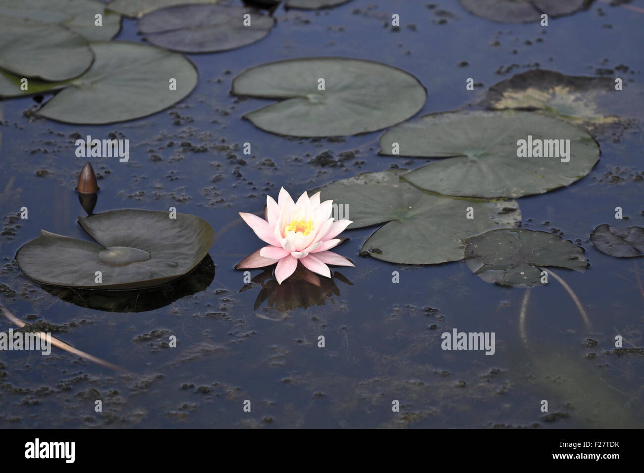 Bloom White Lotus in habitat naturali Foto Stock
