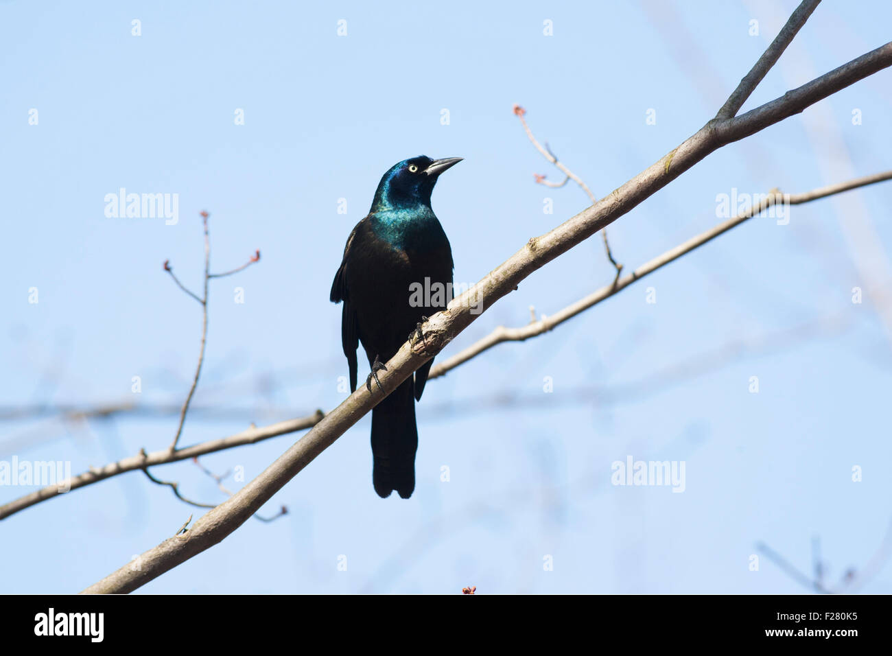 Maschio Grackle comune (Quiscalus quiscula) appollaiate su un albero - Ontario, Canada Foto Stock Maschio Grackle comune (Quiscalus quiscula) appollaiate su un albero - Ontario, Canada Foto Stock