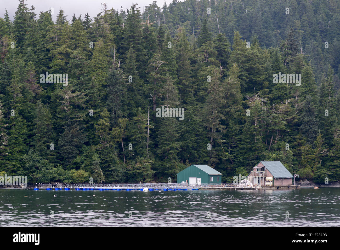 Cascate Nascoste Fish Hatchery in Alaska sudorientale. Foto Stock