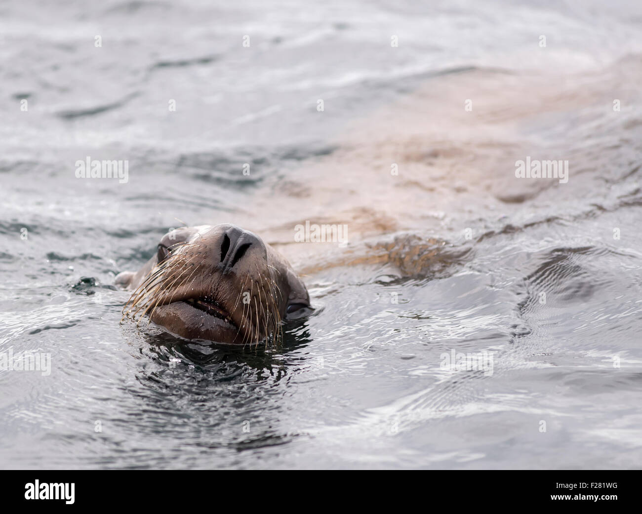 Steller Sea Lion in Frederick Suono, Alaska. Foto Stock