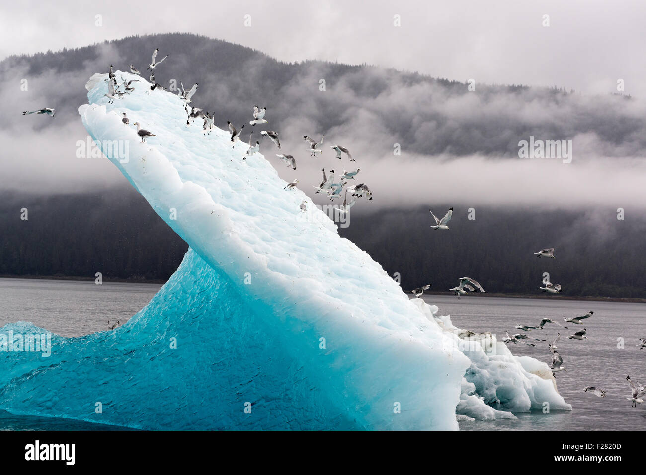 Nero-kittiwakes zampe su un iceberg a Stephen's passaggio, Alaska. Foto Stock