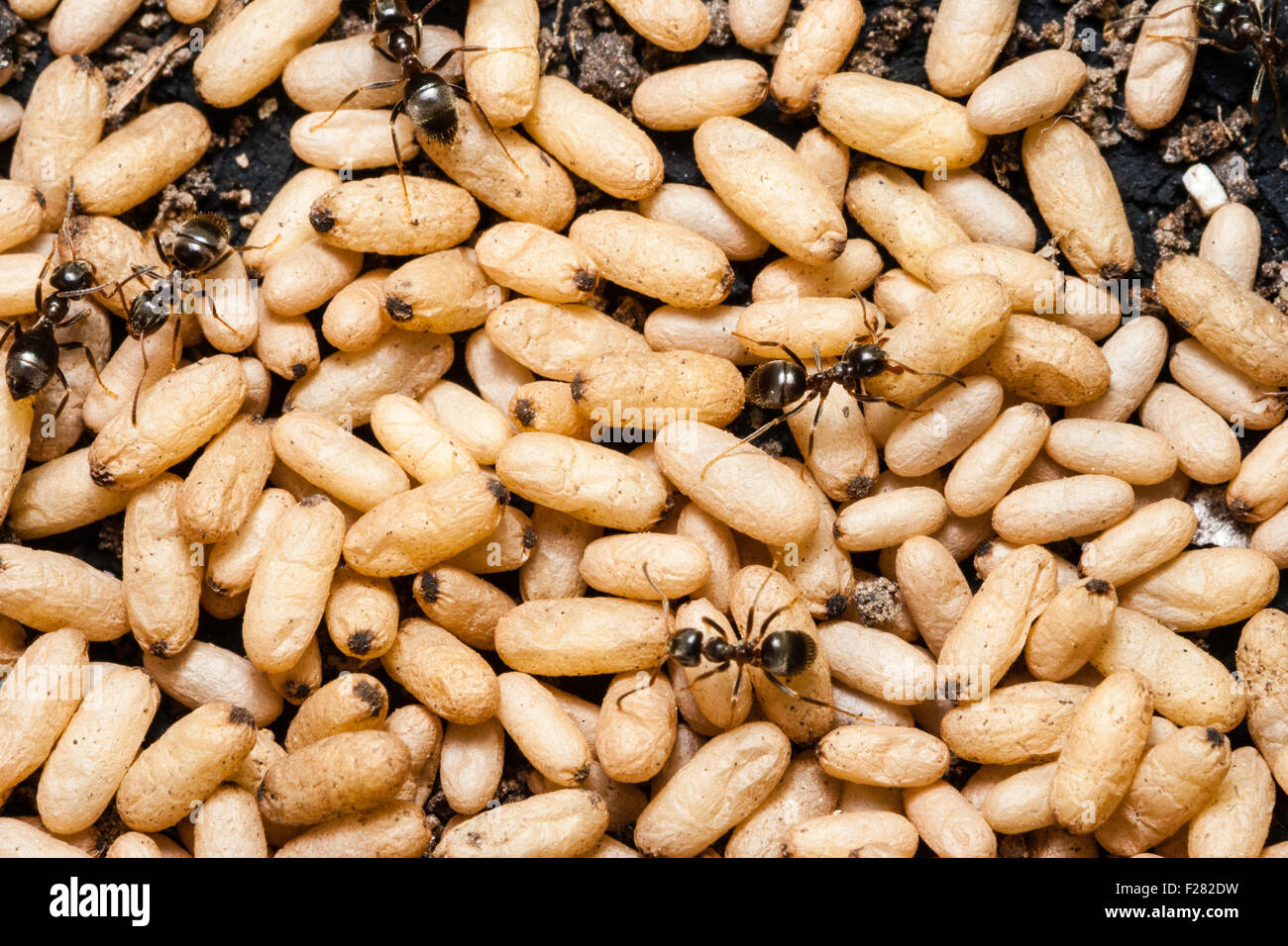 Un insetto. Overhead vicino la vista del giardino nero "formiche Lasius niger', nido disturbato, formiche camminare su palo di uovo, prelievo e portarle fuori. Foto Stock