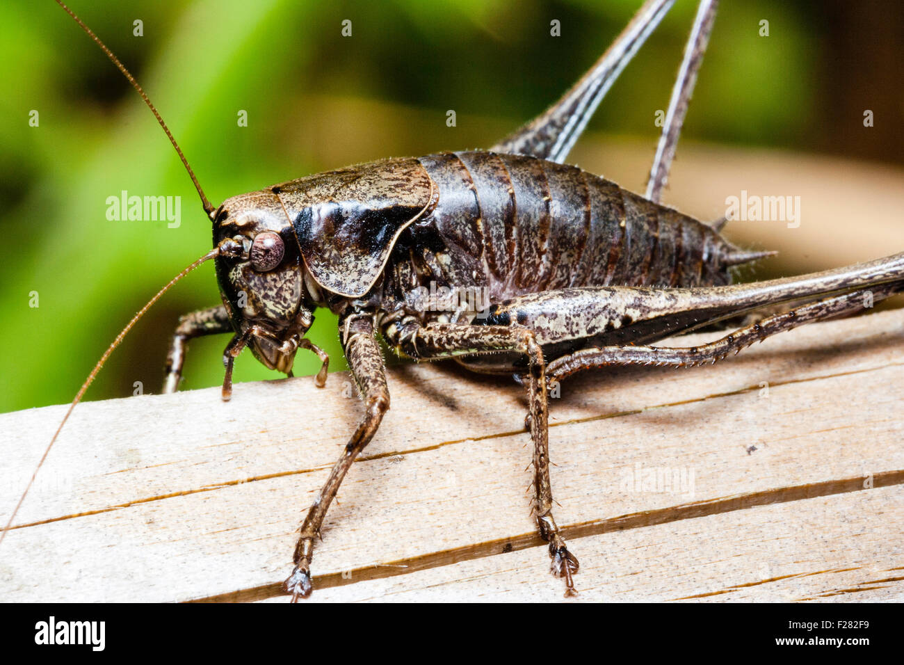 Un insetto. Dark Bush cricket visto dal lato a piedi lungo assi di legno. "Pholidoptera griseoaptera'. Macro Close-up. Foto Stock