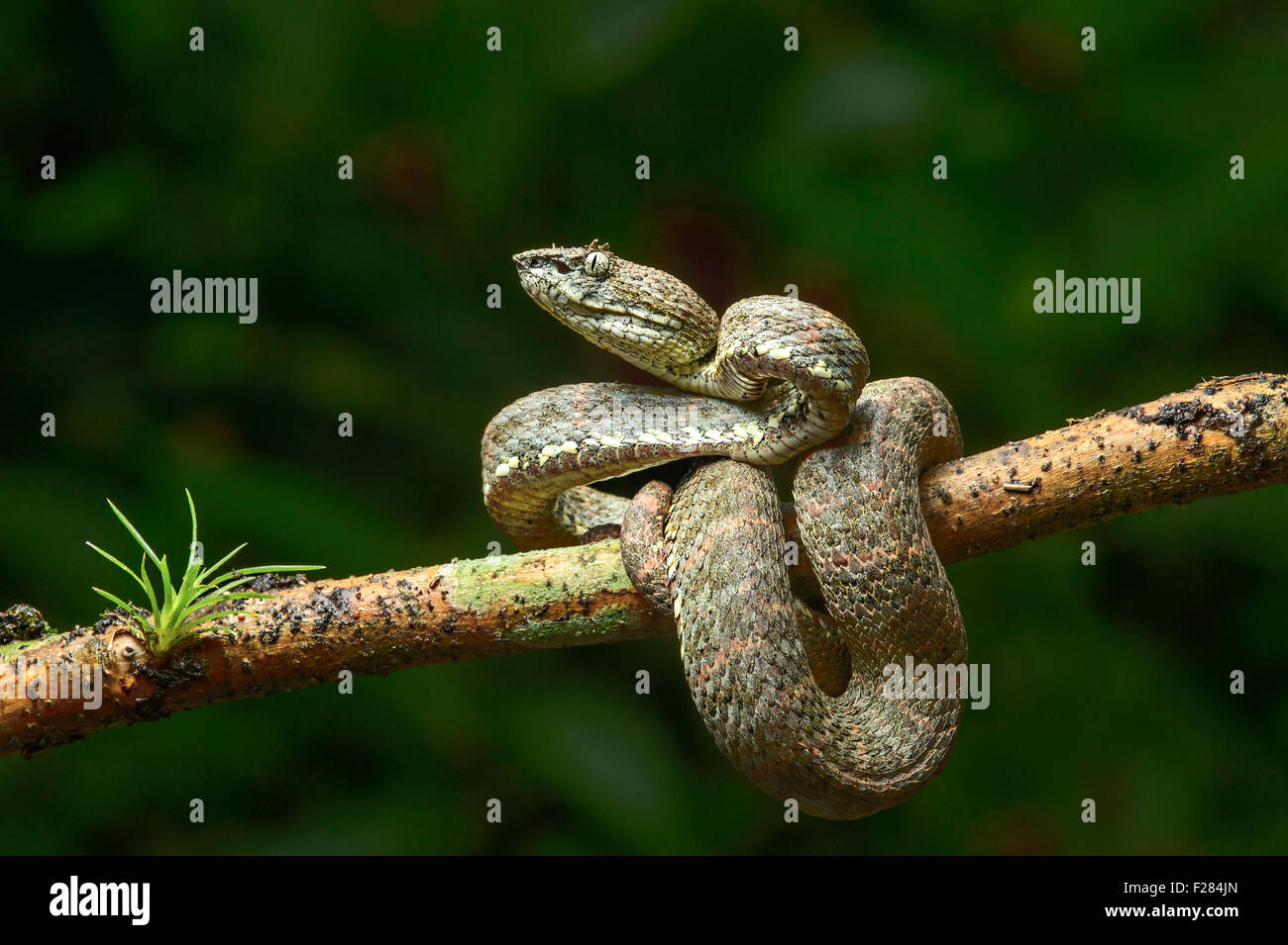 Adulto di ciglia velenosi Palm-Pitviper (Bothriechis schlegelii), Viper famiglia (dai Viperidi), Chocó foresta pluviale, Ecuador Foto Stock