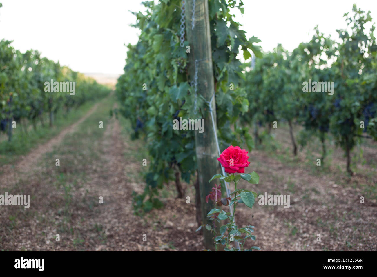 La faraona Farm, Italia. Xii Sep, 2015. Le Rose in vigna sono rivelatore del giardino la malattia come la peronospora. Piantato in testa alla fila può prevedere in anticipo l'arrivo di esso Credito: Francesco Gustincich/Alamy Live News Foto Stock