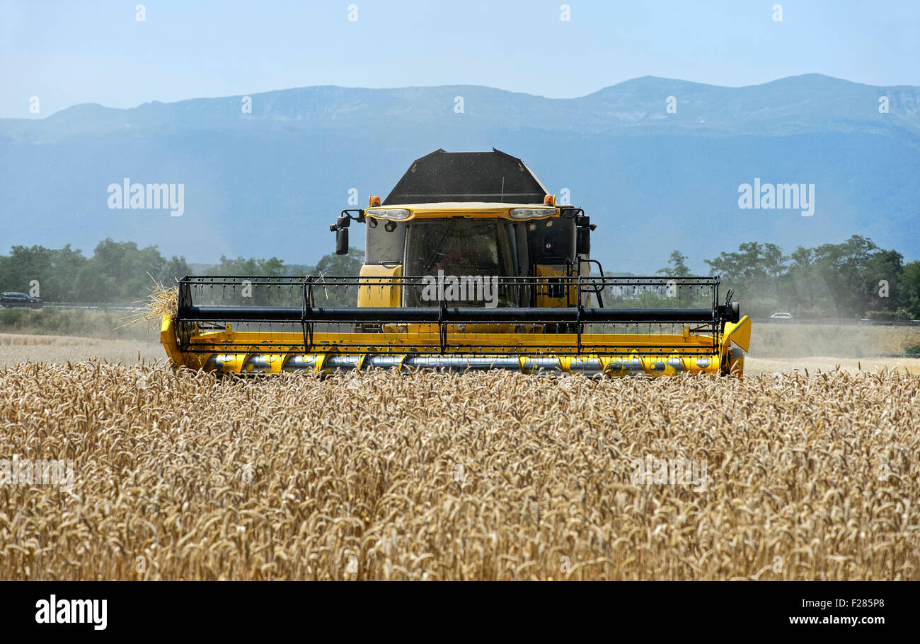 Mietitrebbia new holland CX8080 la raccolta di frumento invernale, il cantone di Ginevra, Svizzera Foto Stock