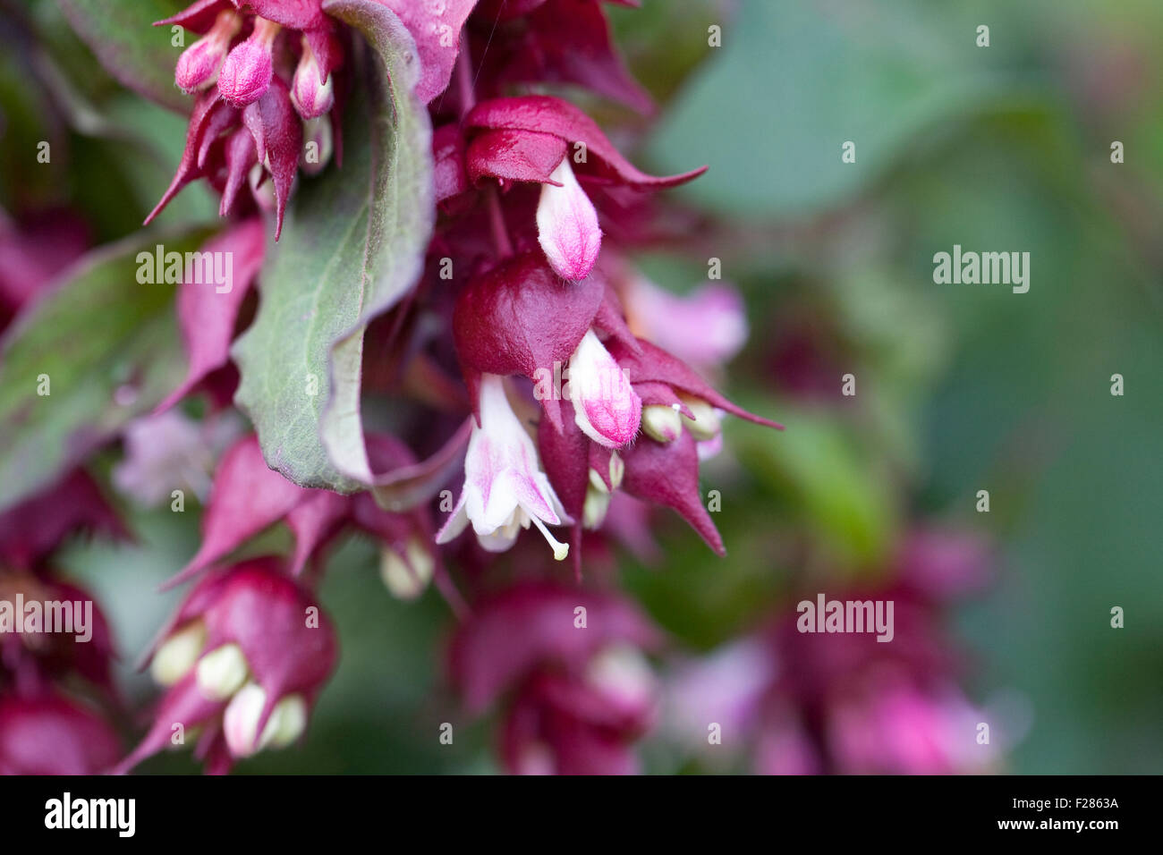 Leycesteria formosa. Caprifoglio himalayana fiore. Foto Stock