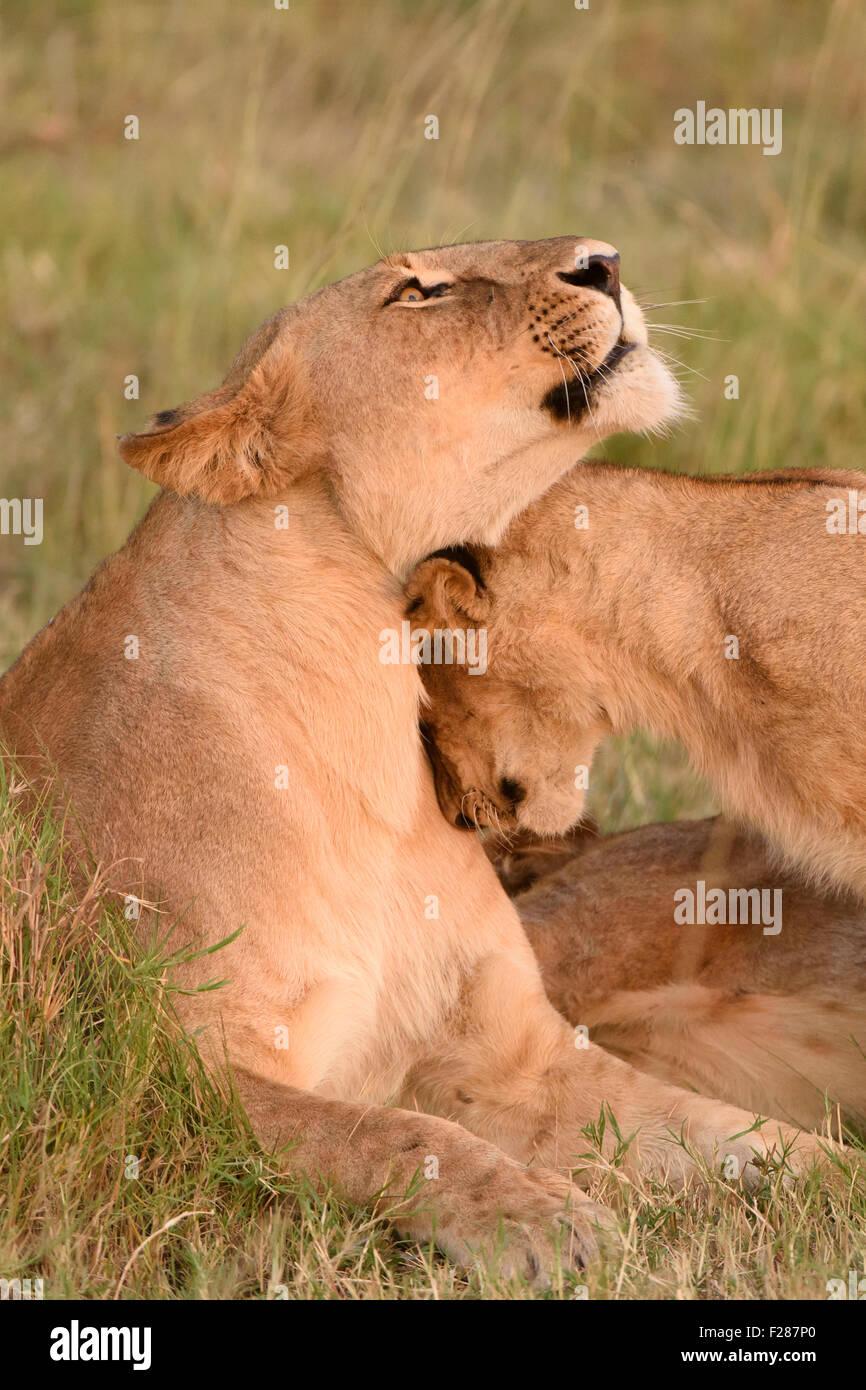 Lion (Panthera leo), leonessa di coccole con i giovani, il Masai Mara riserva nazionale, Narok County, Kenya Foto Stock