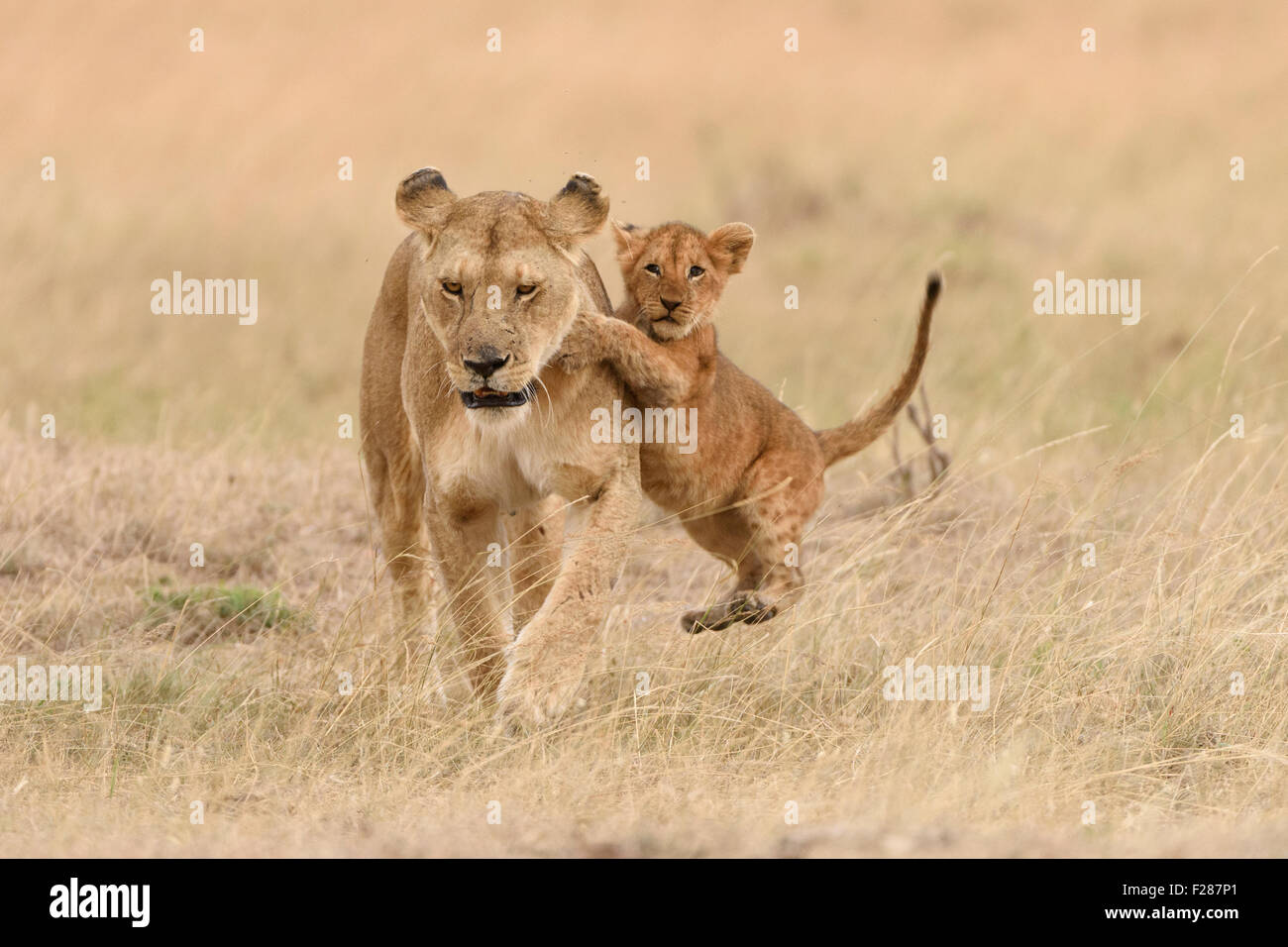 Leonessa (Panthera leo), con cub, giocando, il Masai Mara riserva nazionale, Narok County, Kenya Foto Stock
