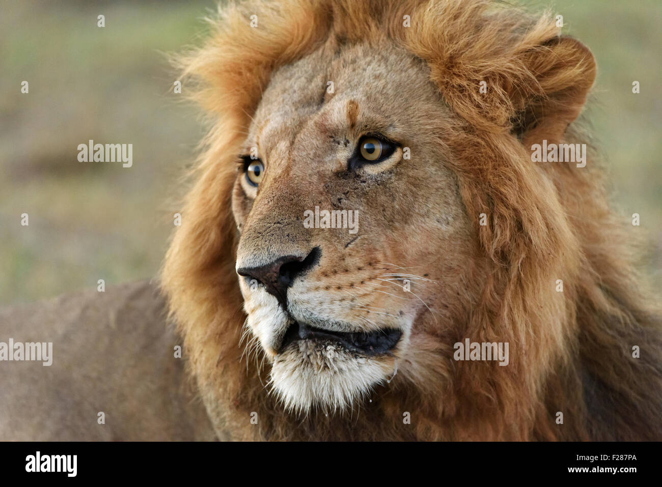 Leone maschio (Panthera leo), ritratto, il Masai Mara riserva nazionale, Narok County, Kenya Foto Stock