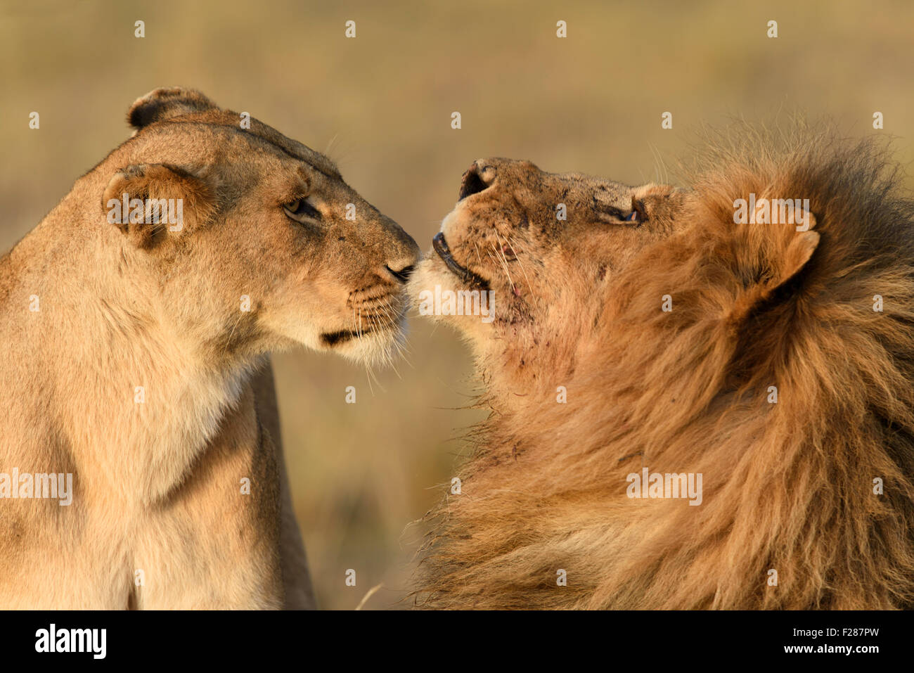 I Lions (Panthera leo), lo sniffing tra di loro, il Masai Mara riserva nazionale, Narok County, Kenya Foto Stock