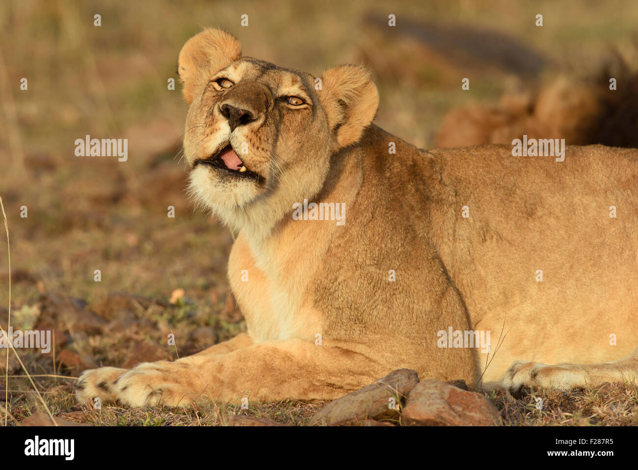 Leonessa (Panthera leo), flehming, il Masai Mara riserva nazionale, Narok County, Kenya Foto Stock