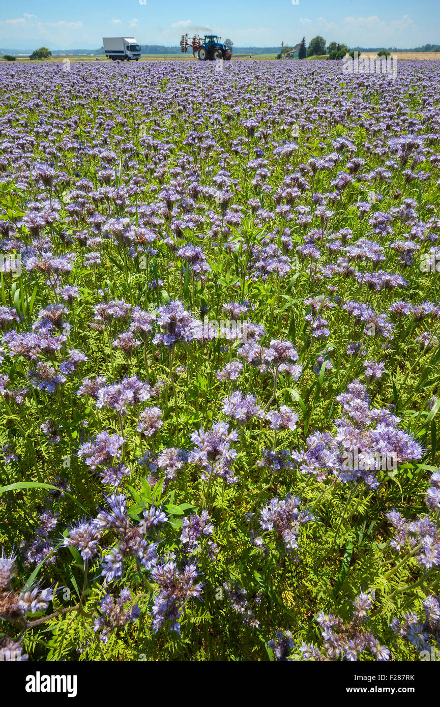 Bee pascolo, lacy phacelia, tansy blu o porpora tansy, (Phacelia tanacetifolia) in Aying, Baviera, Germania Foto Stock