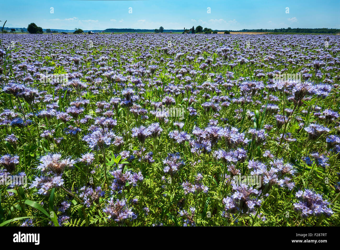 Bee pascolo, lacy phacelia, tansy blu o porpora tansy, (Phacelia tanacetifolia) in Aying, Baviera, Germania Foto Stock